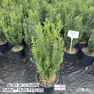 May 2025 3g Chubby Hubby Holly Group Website